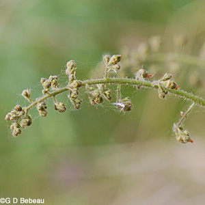 Alumroot flower stem
