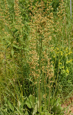 Alum Root