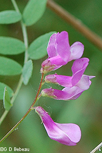 American Vetch