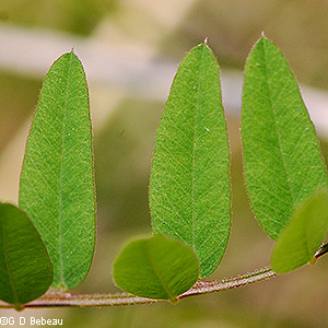 leaf tips