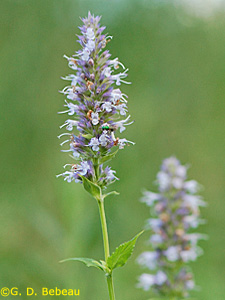 Anise Hyssop