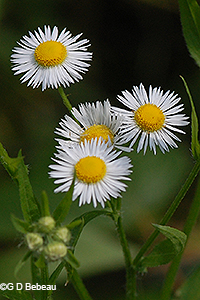 Annual Fleabane