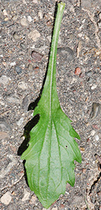 basal leaf