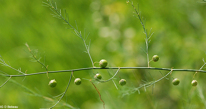 Asparagus green fruit