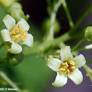 Male flowers