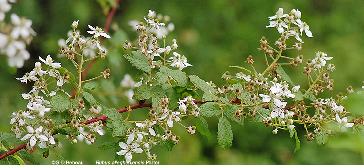 Blacckberry