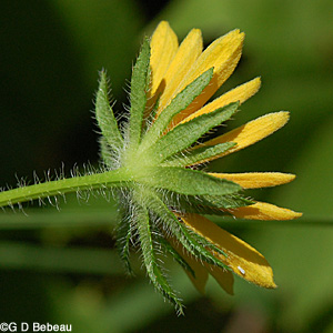 Black-eyed Susan Flower bracts