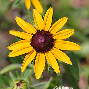 Black-eyed Susan