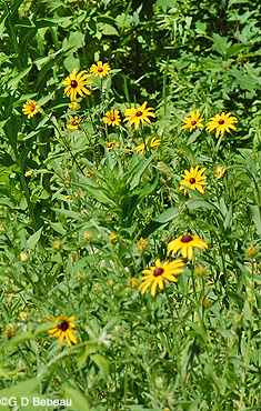 Black-eyed Susan Group