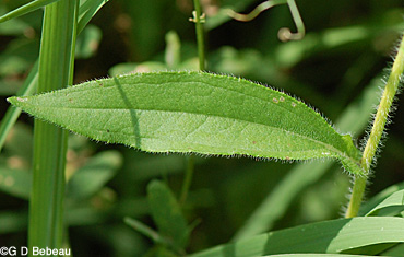 Black-eyed Susan leaf