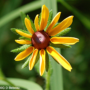 Black-eyed Susan new flower