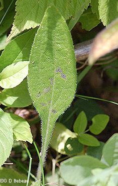 Basal Leaf