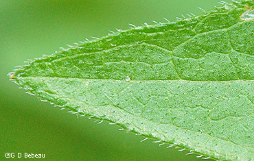 leaf upper side