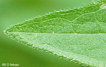 leaf upper side