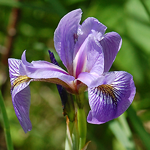 Blue flag