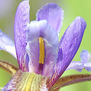 anthers