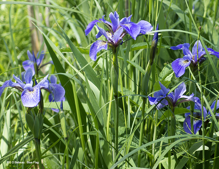 Clump of Blue Flag