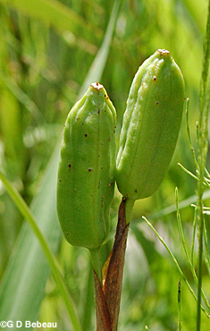 Blue Flag seed capsule