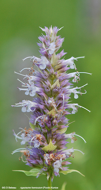 Blue Giant Hyssop