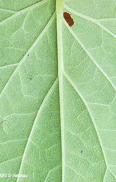 Leaf underside