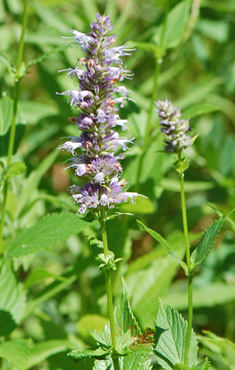 Blue Gian Hyssop