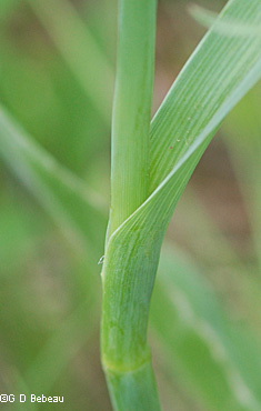 Bluejacket leaf node