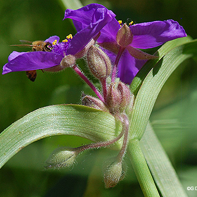 Bracted Spiderwort