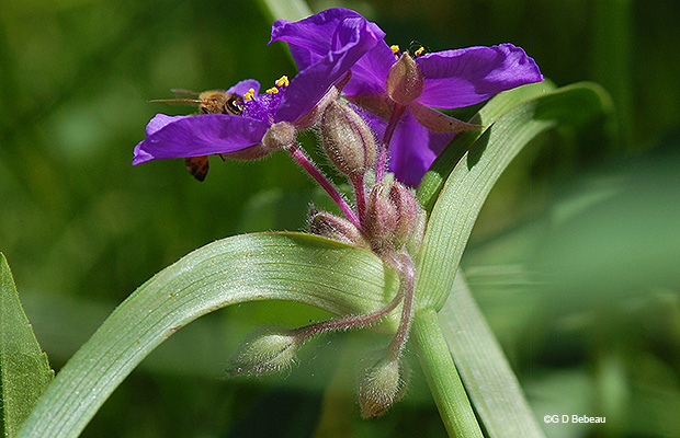 flower cluster bracts