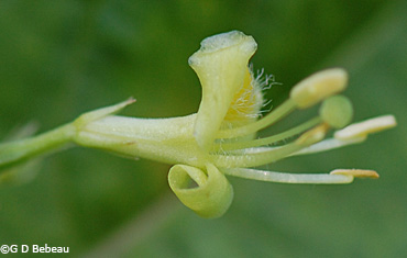 Bush honeysuckle flower