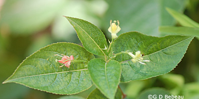 Bush Honeysuckle with red flower