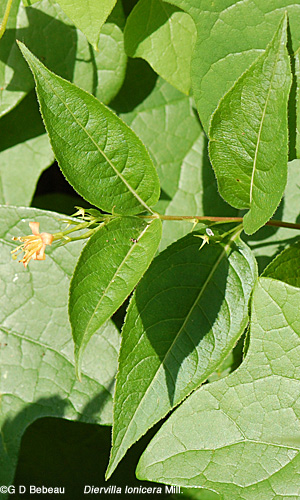 Northern Bush Honeysuckle leaf