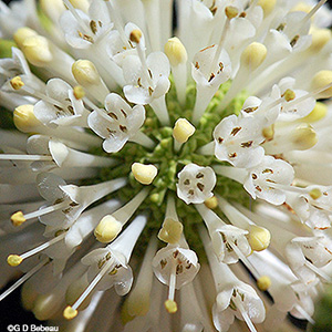flower corolla
