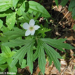Canada Anemone