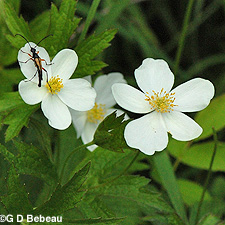 Canada Anemone