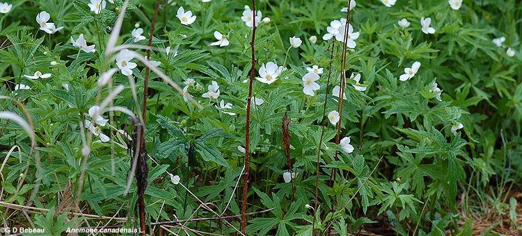 Canada Anemone