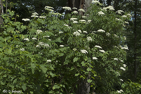 Plant in Eloise Butler
