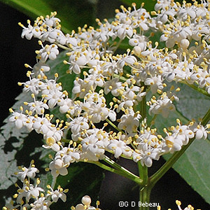 Canada Elderberry Flower