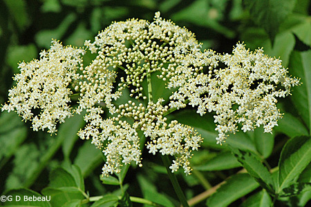 Canada Elderberry inflorescence