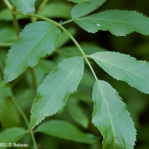 Canada Elderberry Leaf