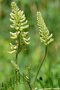 Canada Milkvetch