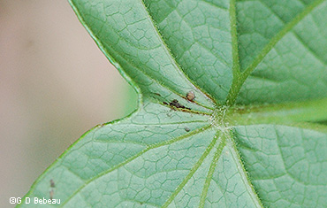 leaf underside