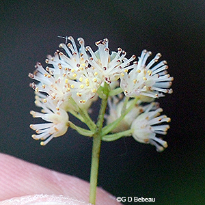 cluster of male flowers