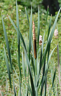 Common Cattail