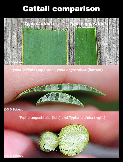 comparison chart of narrow-leaved and common cattail.