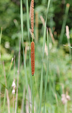 Narrow-leaved cattail