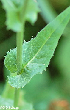 Chicory leaf