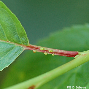 Chokecherry leaf gland