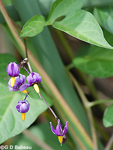 Climbing Nightshade