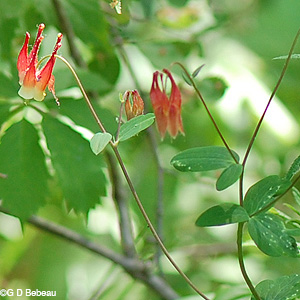 Columbine