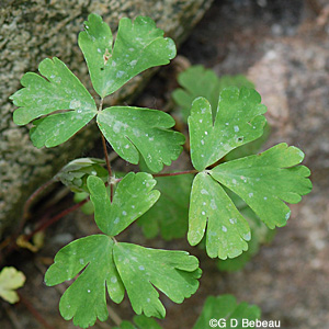 Columbine lower leaf